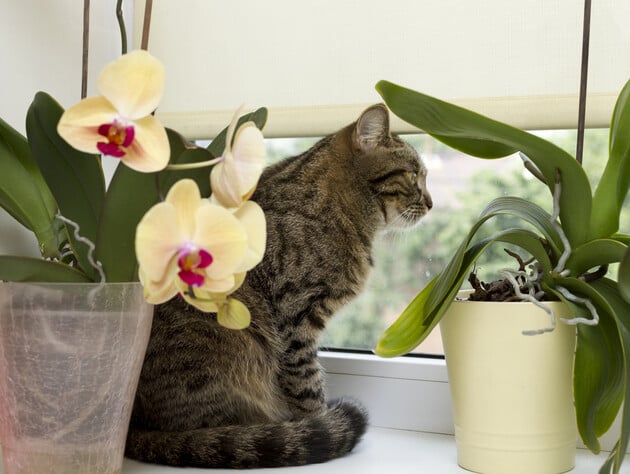 Растворите в воде это дешевое аптечное средство – и засохшие цветы оживут. Рецепт подкормки за копейки