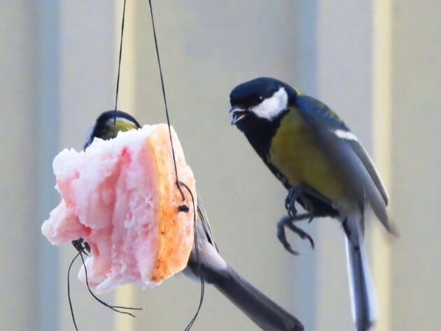 Ніколи не давайте цього пташкам. Головні правила зимової підгодівлі без шкоди