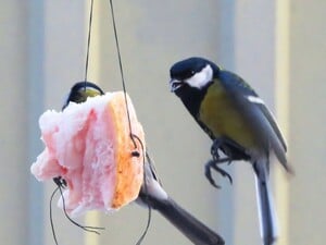 Никогда не давайте этого птицам. Главные правила зимней подкормки без вреда