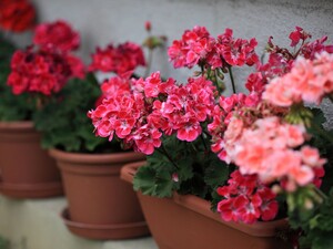 Добавьте в воду всего одну каплю этого аптечного препарата – и герань будет активно цвести