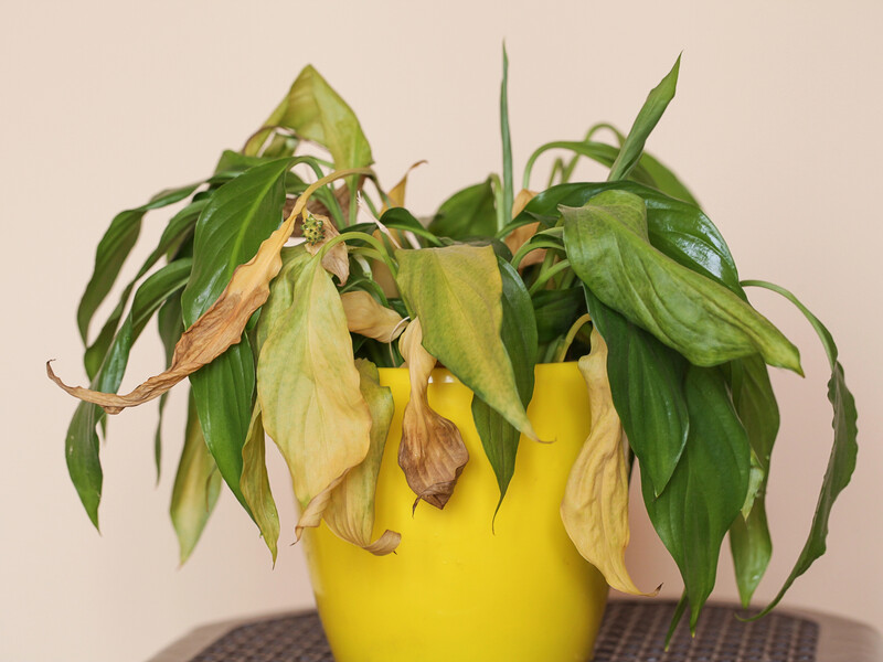 Три причини, чому в новачків в'яне листя спатифілуму – і як це виправити
