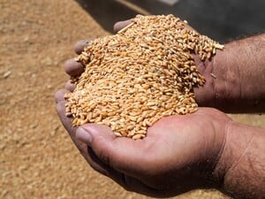 Россияне начали доставлять в Саудовскую Аравию контрабандное зерно из Крыма – расследование