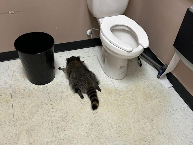 Пьяный енот, которого нашли без сознания в магазине алкоголя, оказался "рецидивистом"