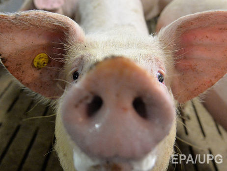 У трьох областях України зафіксовано спалах африканської чуми свиней