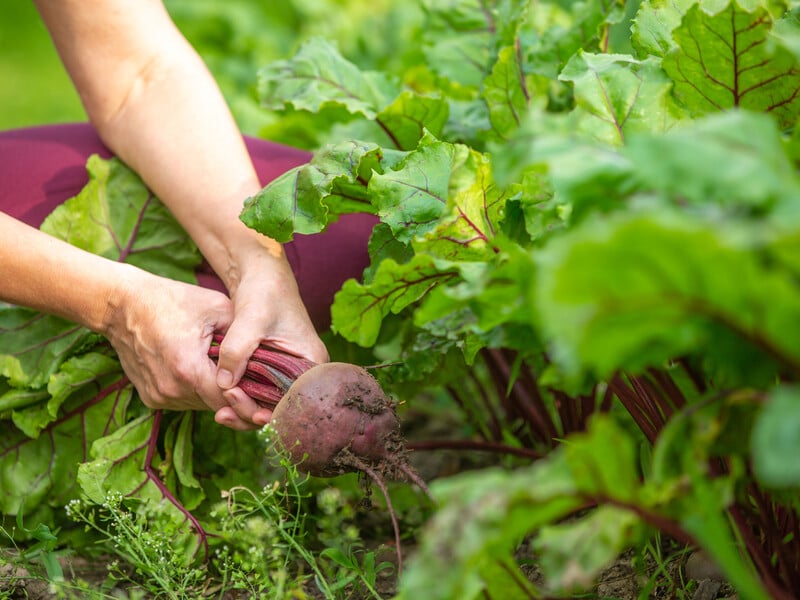Четыре лучших сорта свеклы для украинского климата. Опытные огородники советуют