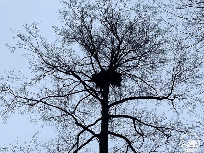 В Чернобыльском заповеднике обнаружили гнездо редкой хищной птицы. Фото