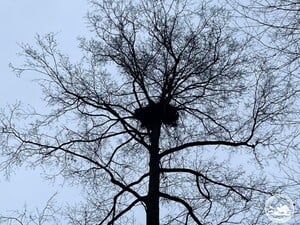 У Чорнобильському заповіднику виявили гніздо рідкісного хижого птаха. Фото