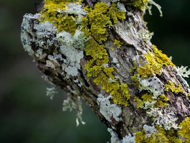 Три простых действия защитят плодовый сад от лишайников. Добавьте это в воду – и они отпадут
