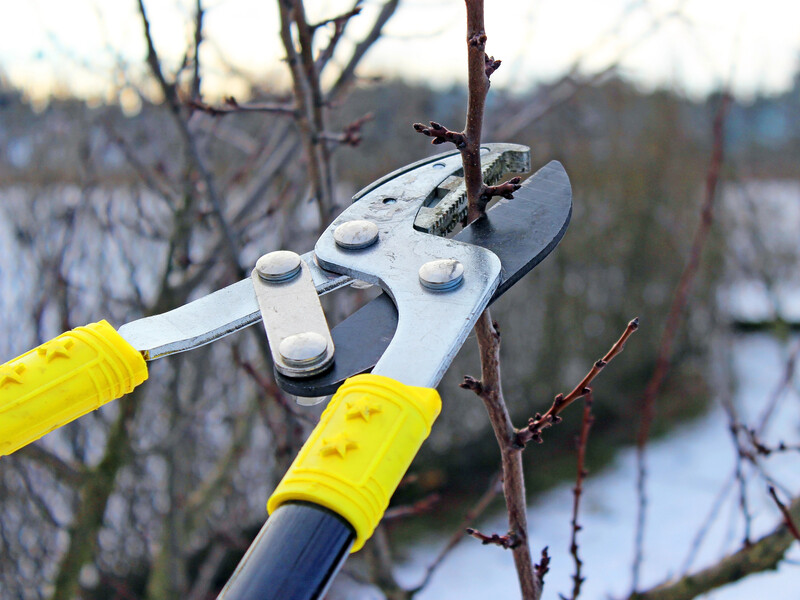 Сделайте это в декабре – и летом будете собирать вишни ведрами. Правила зимней обрезки