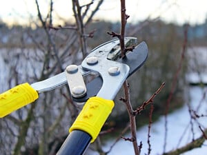 Сделайте это в декабре – и летом будете собирать вишни ведрами. Правила зимней обрезки