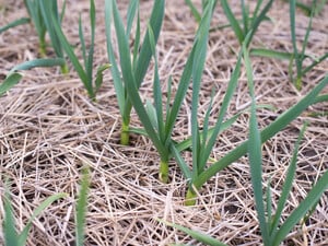 Це просте й доступне добриво для часнику - найкраще. Досвідчені городники радять