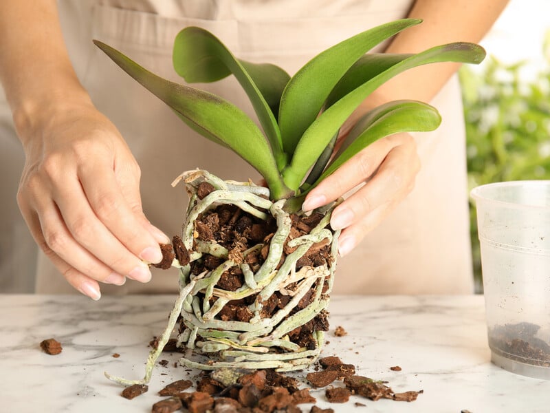 Завдяки цьому простому підживленню орхідеї активно формуватимуть нові квітконоси. Рецепт добрива