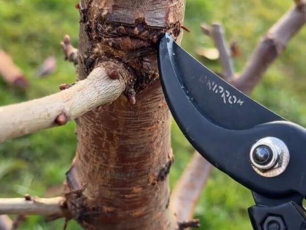 Сделайте такие надрезы – и на дереве появятся новые ветки. Секретный прием для щедрого урожая