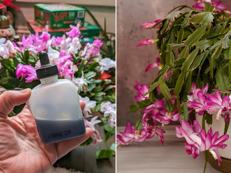 Це добриво випадково зробило різдвяний кактус суперквітучим. Квітникарка поділилася відкриттям