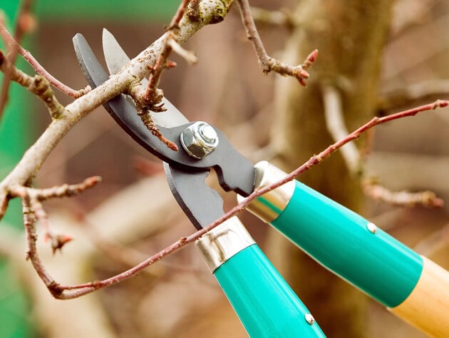 Ці 10 садових культур варто обрізати у грудні. Експерти дали поради