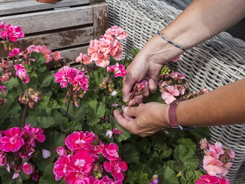 Сделайте это с геранью зимой, чтобы обеспечить ее безудержное цветение