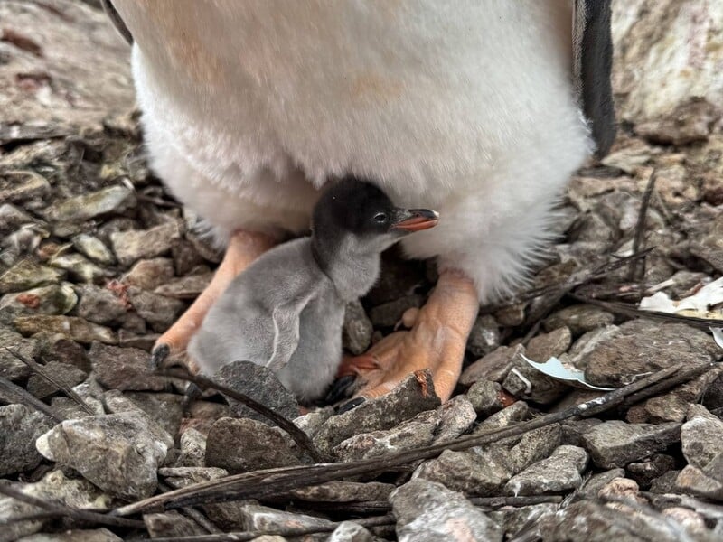 В Антарктиці біля української станції вилупилося понад 1 тис. пташенят пінгвінів. Відео