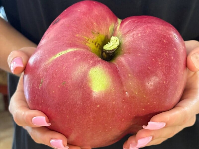 Найбільше в Україні. Киянин виростив яблуко-гігант і встановив рекорд України. Фото