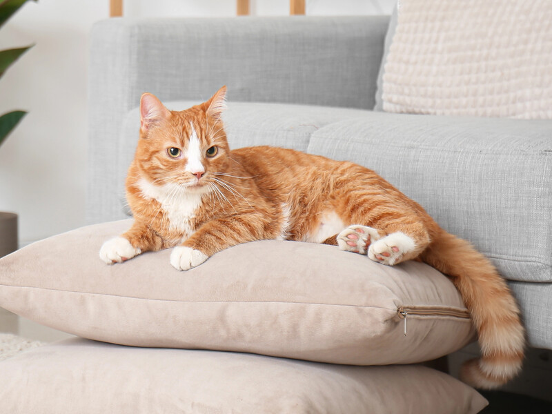 Додайте це під час прання – і від котячої шерсті не залишиться й сліду. Надійні поради