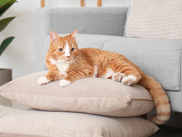 Додайте це під час прання – і від котячої шерсті не залишиться й сліду. Надійні поради