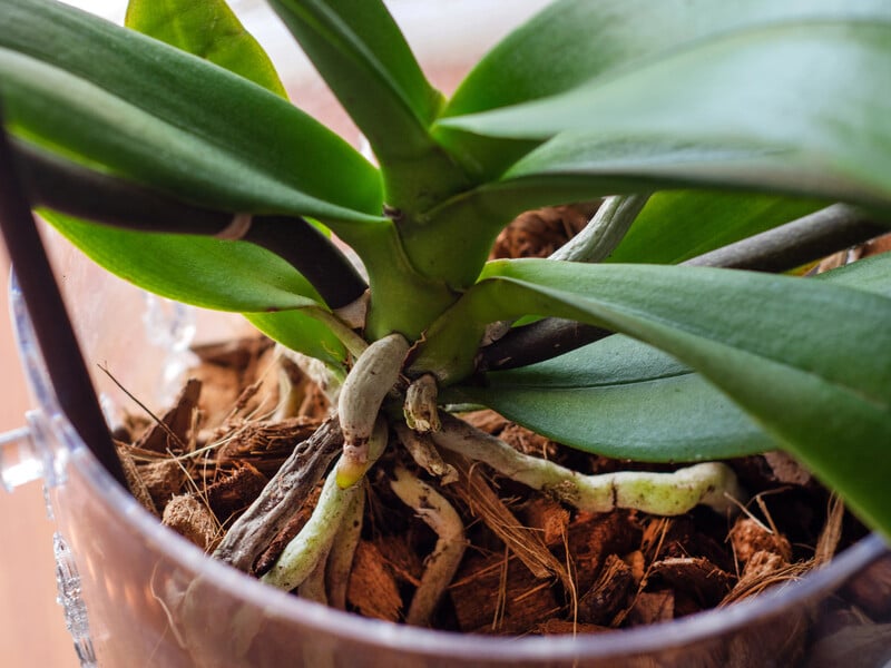 Всего две капли этого аптечного препарата – и орхидея снова начнет активно формировать цветоносы 