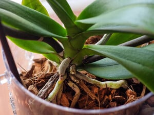 Лише дві краплі цього аптечного препарату – й орхідея знову почне активно формувати квітконоси