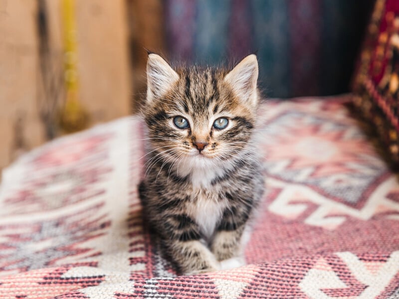 В Одесі розслідують загибель кошенят у кафе "кототерапії". Що відомо