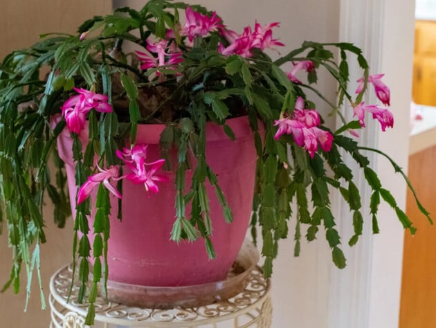 Чому у різдвяного кактуса раптом опадають бутони. Три причини, що це виправлять