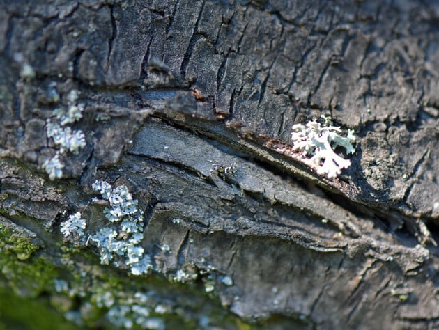 Зробіть це на початку зими – і кора на деревах не потріскається від морозу. Порада, яка врятує сад