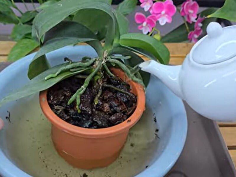 Це підживлення змусить цвісти навіть найлінивіші орхідеї. Простий рецепт натурального добрива без хімії