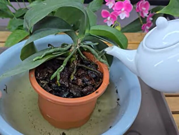Це підживлення змусить цвісти навіть найлінивіші орхідеї. Простий рецепт натурального добрива без хімії