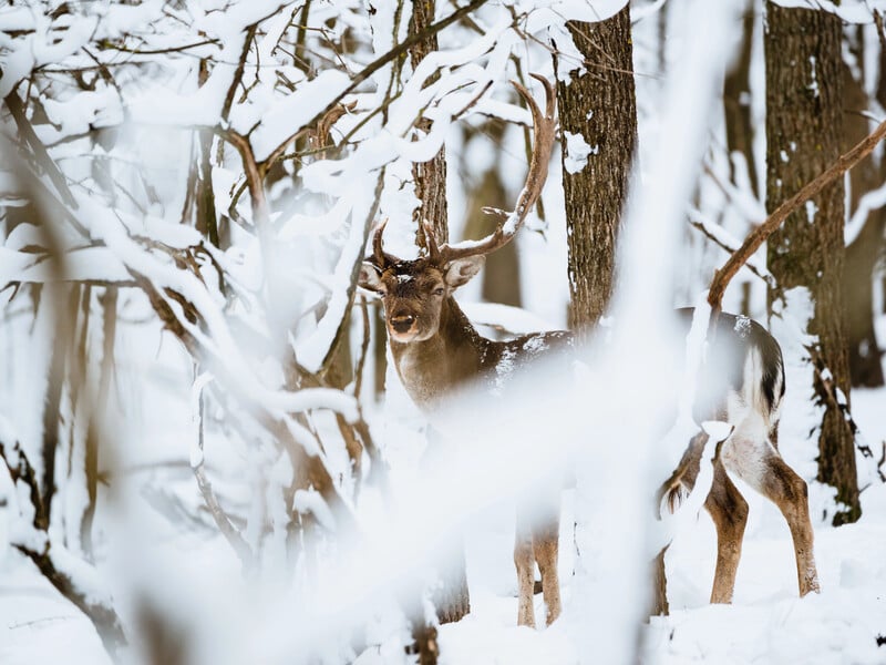 "Олені Санти" під загрозою зникнення. У Фінляндії вважають, що в цьому винні Росія й війна