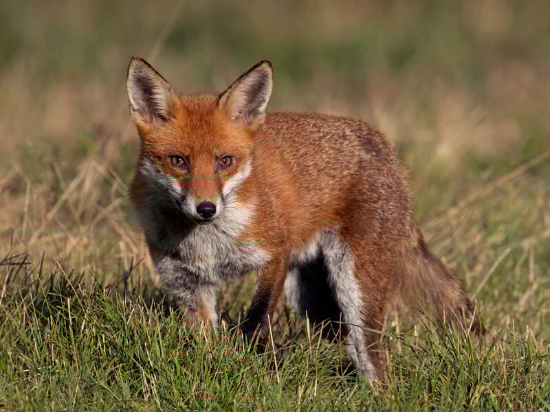 У квартирі в Києві, де жінка тримала вовка, виявили труп лисиці – поліція