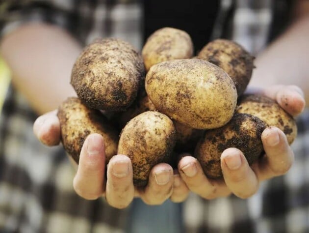 Три сорта картофеля, который не разваривается во время приготовления и прекрасно хранится в погребе