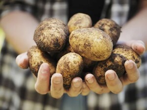 Три сорти картоплі, яка не розварюється під час приготування й чудово зберігається в погребі