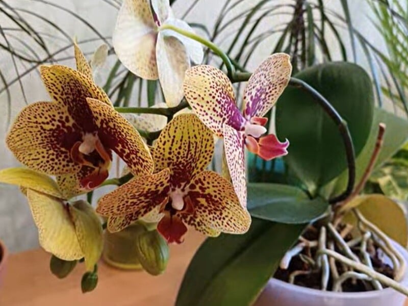 Вот что делают опытные цветоводы, чтобы орхидея цвета круглый год. Секретный лайфхак 