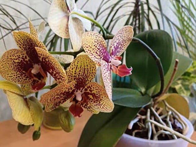 Вот что делают опытные цветоводы, чтобы орхидея цвета круглый год. Секретный лайфхак 