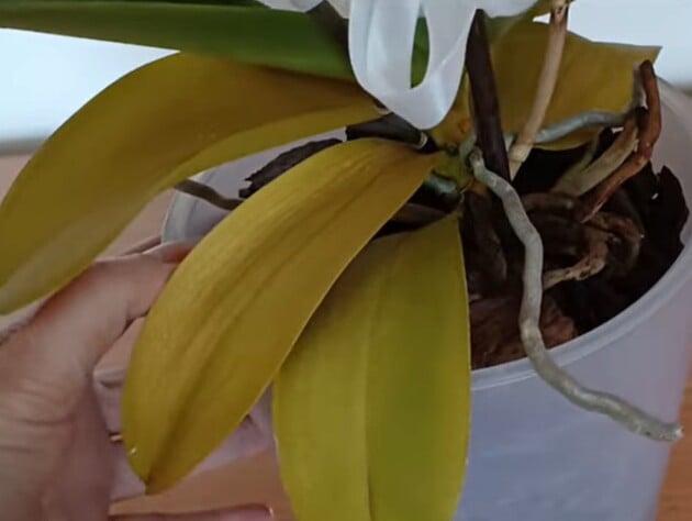 Что делать с цветоносами, если слабая орхидея начала цвести. Совет опытного цветовода