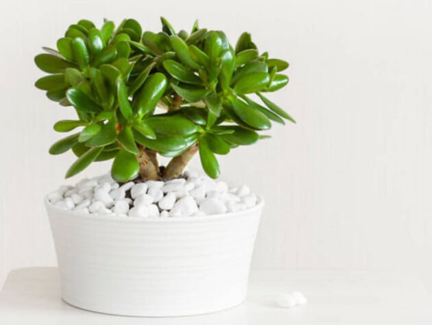 Як сформувати грошове дерево, щоб з бабусиної квітки виріс трендовий бонсай. Сім головних правил