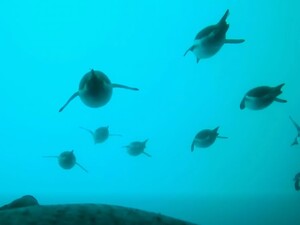 Українські полярники показали життя пінгвіна в динаміці. Відео, яке може 