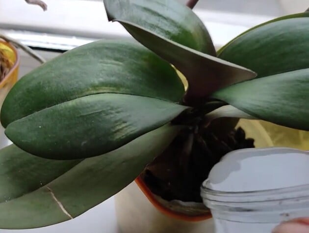 Эта простая, но эффективная подкормка позволит орхидеям активно формировать новые цветоносы. Рецепт