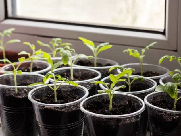 Сделайте это зимой – и помидоры завалят урожаем. Опытные огородники рассказали, как вырастить рассаду