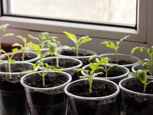 Зробіть це взимку – і помідори завалять урожаєм. Досвідчені городники розповіли, як виростити розсаду