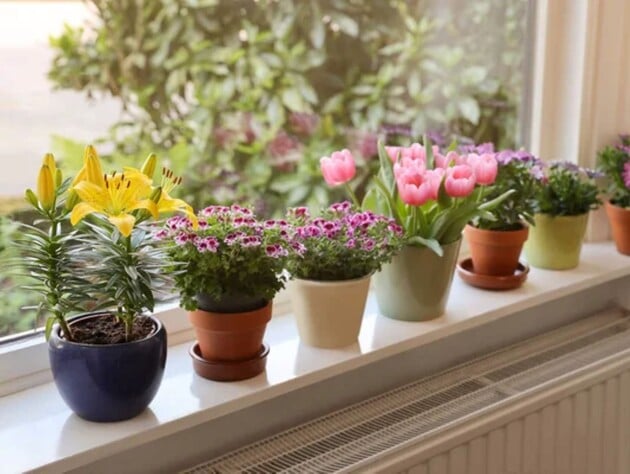 Не выбрасывайте пробки после новогоднего застолья – бюджетный лайфхак для активного роста цветов