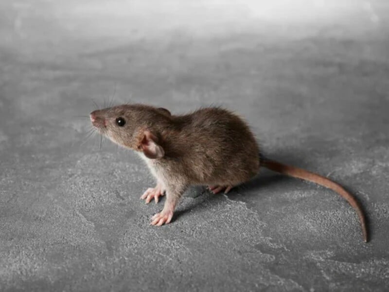 Зимой крысы атакуют дома. Эти простые советы помогут защититься от грызунов без всякой химии