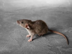 Зимой крысы атакуют дома. Эти простые советы помогут защититься от грызунов без всякой химии