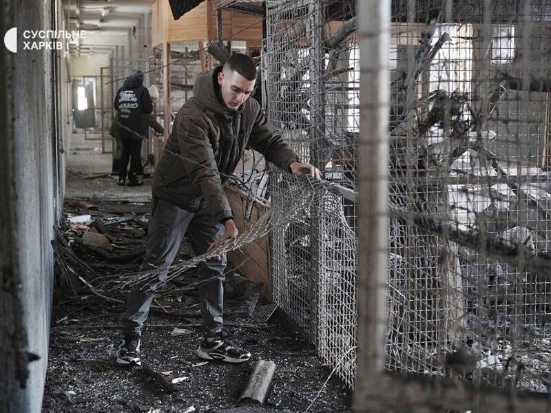 РФ атакувала екопарк під Харковом. Поранено левів, птахи могли загинути. Фото