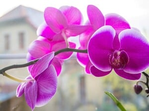 Растворите в воде этот порошок – и орхидея начнет активно формировать новые цветоносы