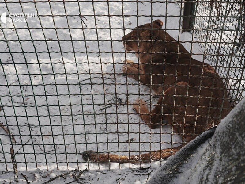 Харківський екопарк, у який влучив російський КАБ, показав наслідки атаки. Відео