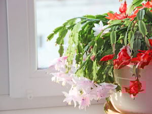 Переставьте декабрист в это место после цветения – и растение будет активно формировать новые стебли